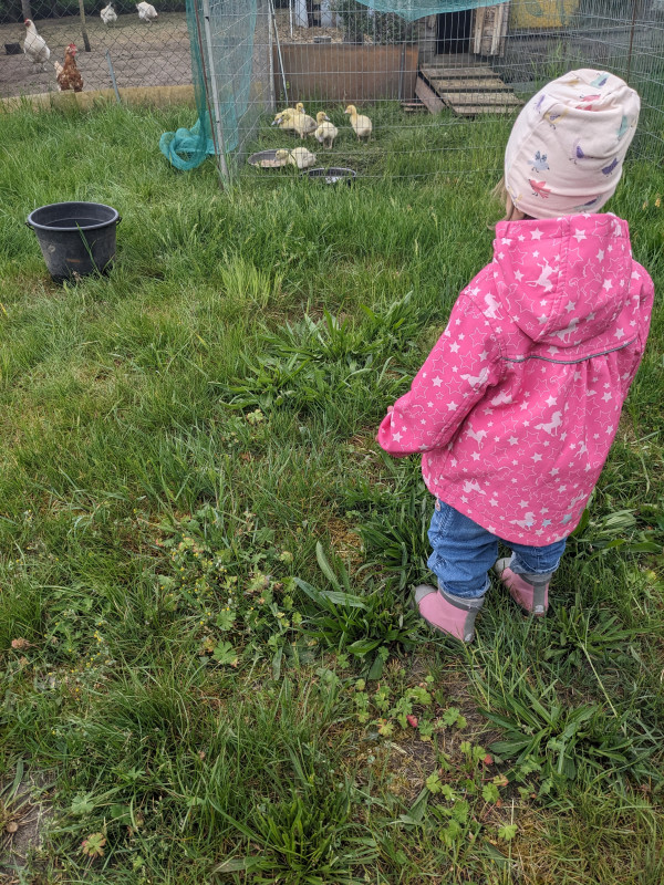 kleine Enten-Babys